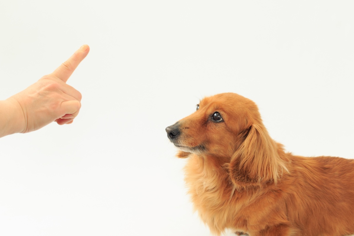 犬