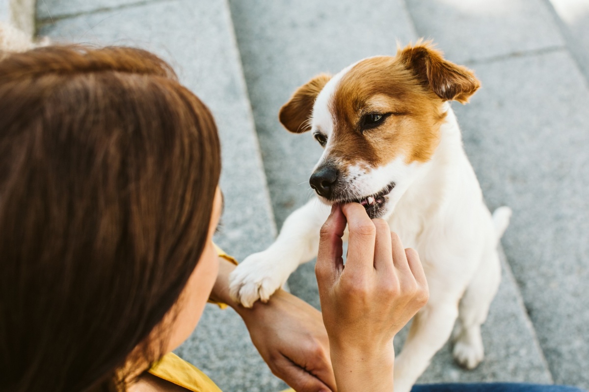 犬