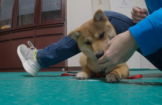 犬がフセをしない時は...