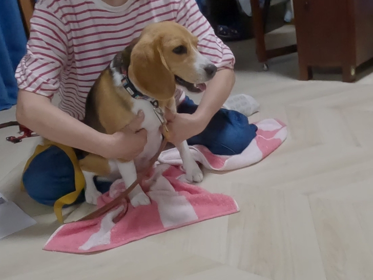 ダウンロード