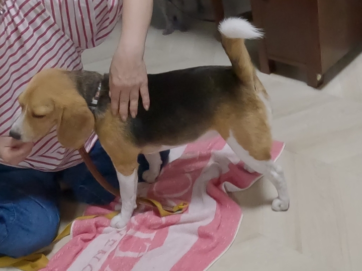 ダウンロード