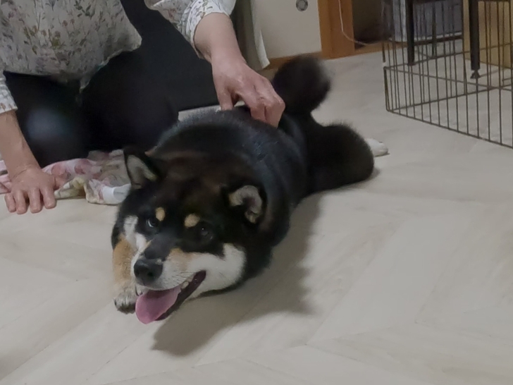 ダウンロード