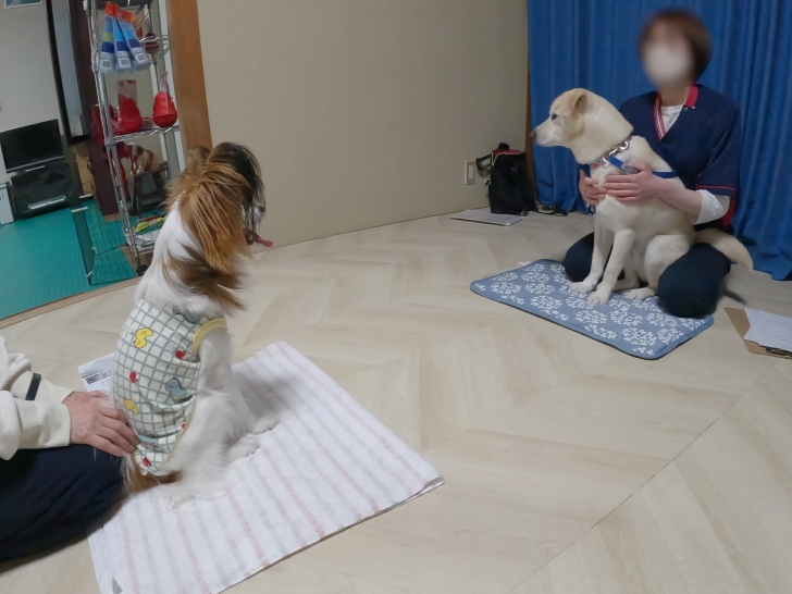 ダウンロード