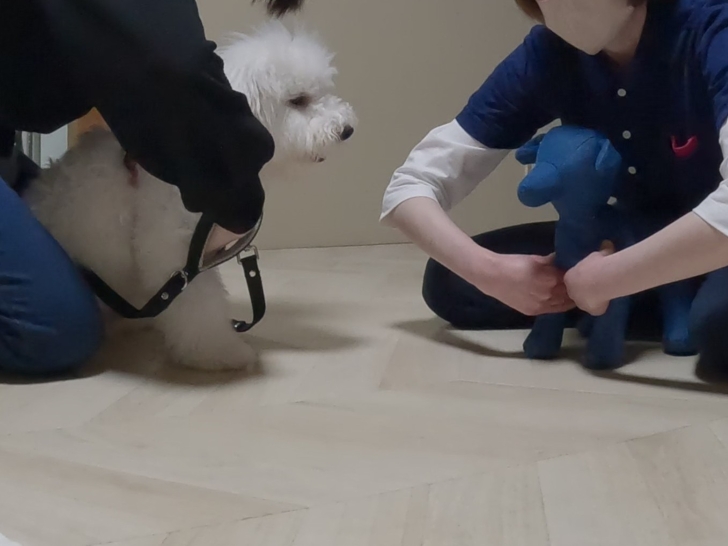 ダウンロード