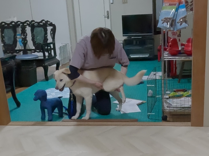 ダウンロード