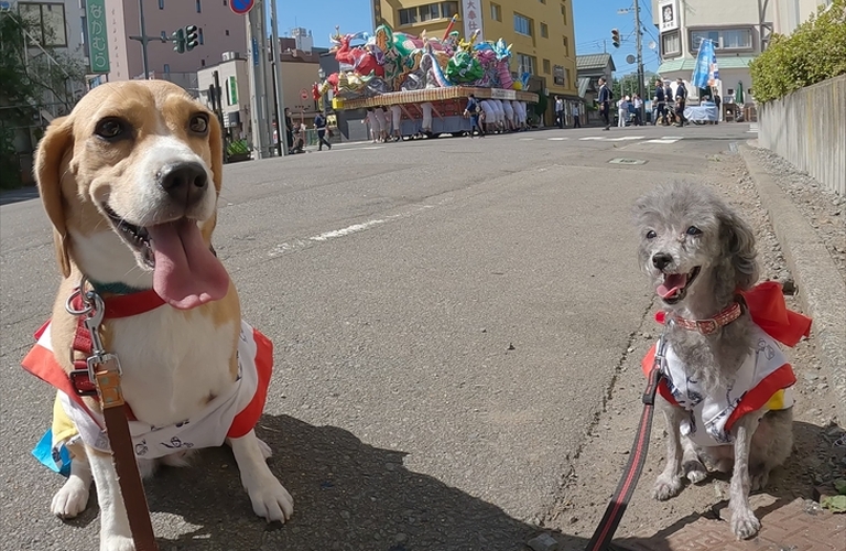 ねぶた祭とワンちゃん