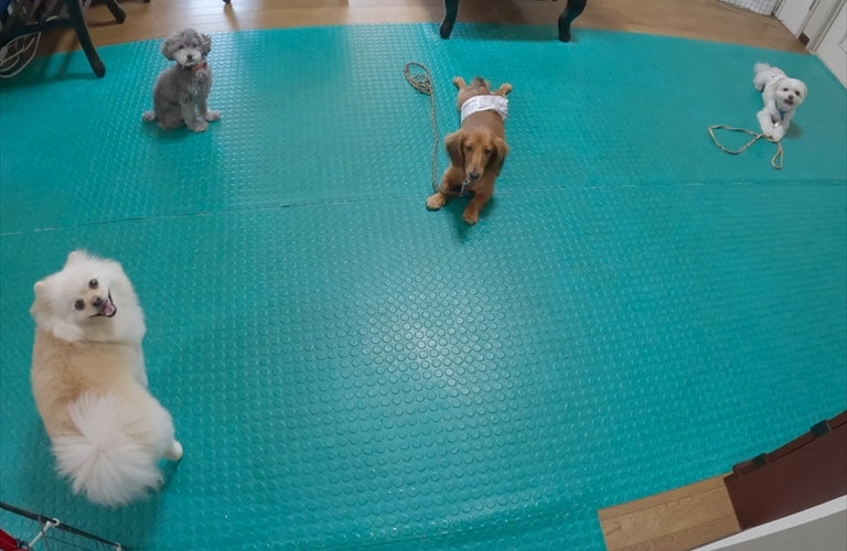 怖がりな犬には「なにもしないトレーニング」が大切なこともあります