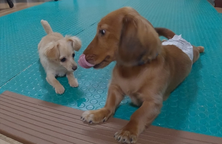 子犬から犬の幼稚園に通うメリット｜社会化期にできること